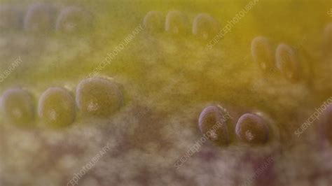 Hyaline Cartilage Stock Video Clip K001 5367 Science Photo Library