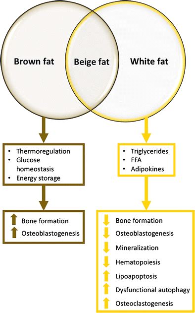Biological Roles Of Bone Marrow Fat Marrow Fat Acting As A Brown Like
