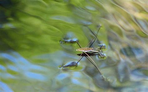 Mobugs Common Water Strider