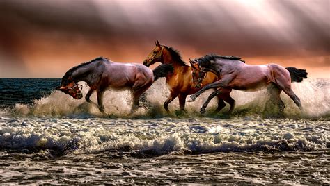 Galloping Horse Wallpaper Hd ~ Mane Hooves Galloping Bodegawasuon