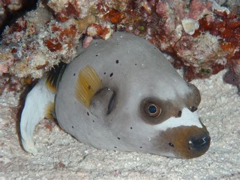 Dog Faced Puffer Ocean Creatures Sea Creatures Underwater Sea