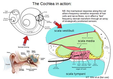 Hearing The Cochlea The Frequency Domain And Fouriers Series