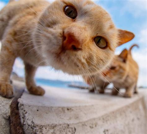 Kucing Imut On Instagram “kata Mpussss Nya Ape Lo 😁😁😁😀😀😀🐈🐈🐈🐱🐱🐱