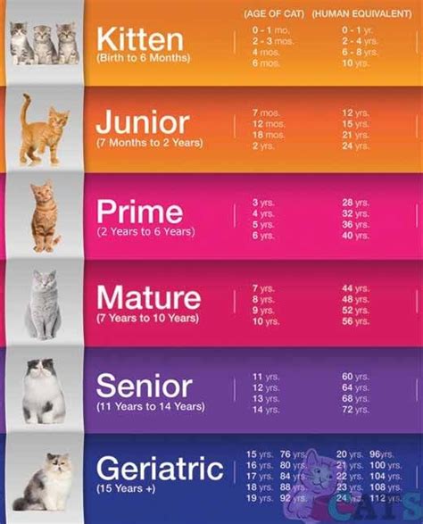 And also you will get the cat years chart too. How Old Is Your Cat In Cat Years? - I Can Has Cheezburger?