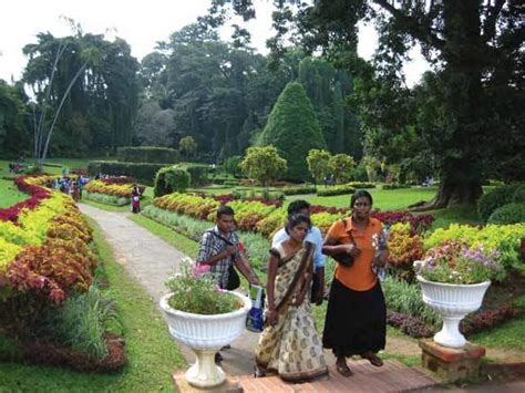 Peradeniya Royal Botanical Gardens Kandy Sri Lanka Fasci Garden