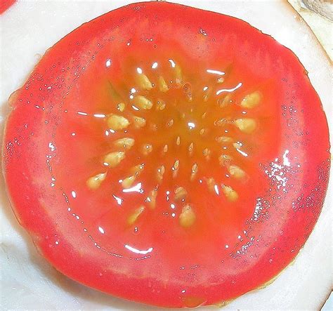 Tomato Plant Seed Learning The Factors For Its Growth And Development