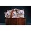 Wallpaper Four White Kittens In A Basket 1920x1200 HD Picture Image