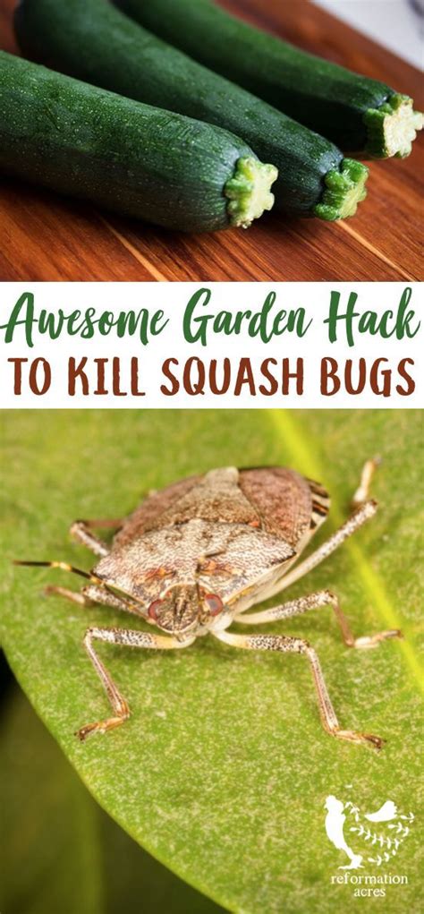To make sure these bugs keep producing sugar, ants protect them. Pin on ~{ Gardening & Outdoors }~