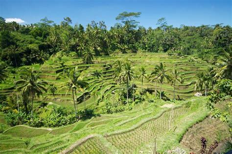 5 Places To Visit Near Tegalalang Rice Terraces Bali In March