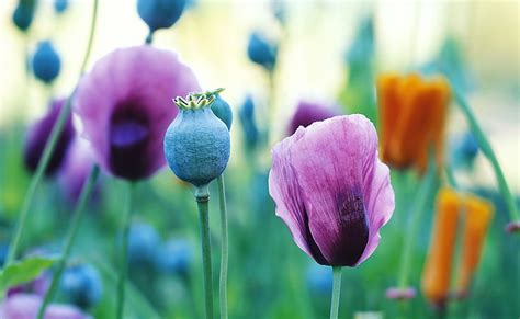 Hd Wallpaper Purple Poppies Purple Poppy Flower Nature Flowers