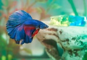Do Betta Fish Change Color Everything You Need To Know