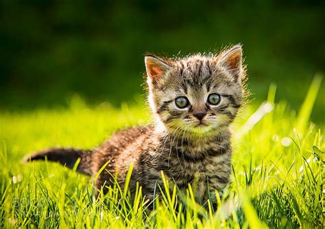 In diesem video verraten wir es dir! Babykatzen Findelinge 2014-15 by bernhardklestil #animals ...
