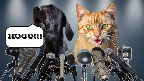 Talking Cats And Dogs Extremely Funny 2020 Youtube