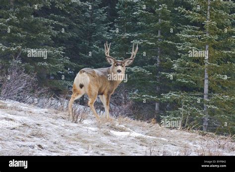 Rear View Mule Deer Buck Hi Res Stock Photography And Images Alamy