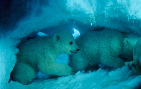 Disappearing Polar Bear Dens On Svalbard Wwf