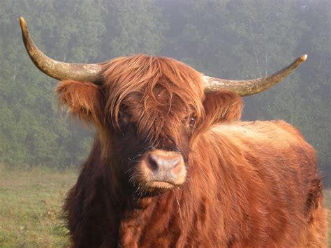 Highland Cattle Vid Bysjön Tidig Morgon Highland Cattle V Flickr