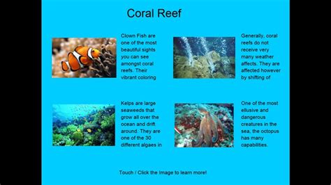 Four Coral Reef Ecosystem Facts For Windows 8 And 81