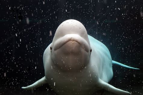 Beluga Whales Arriving From Canada To Mystic Aquarium Abc6