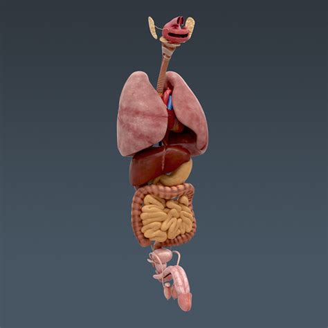 Human Internal Organs 3d Model