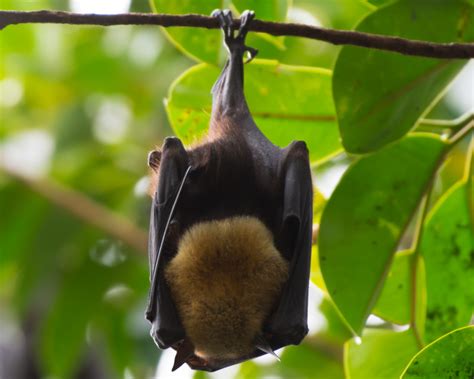 Spectacled Flying Fox Facts Diet Habitat And Pictures On Animaliabio