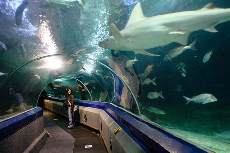 Underwater world langkawi has elevators and ramps, and even provides wheelchairs for people with mobility issues. اكتشف أسرار عالم تحت الماء لنكاوي ماليزيا | تورنا