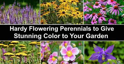 Hardy Perennials Flowers That Come Back Year After Year Pictures