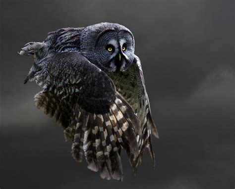 25 Stunning Photographs Of Birds In Flight Twistedsifter