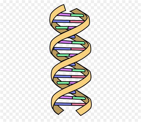 Dna Clipart Images 10 Free Cliparts Download Images On Clipground 2024