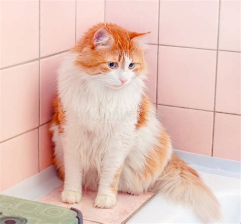 Red Cat In Better Bathroom Stock Image Image Of Interior 116877301