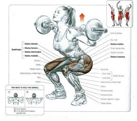 What Muscles Do Squats Work Elite By Elise