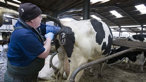 8 Step Guide To Artificially Inseminating A Dairy Cow Farmers Weekly