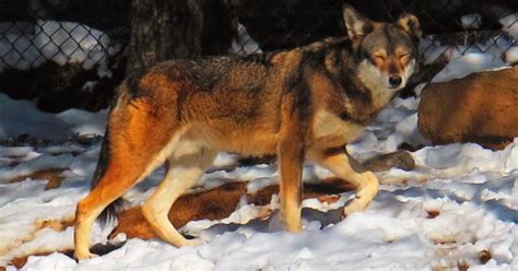 Red wolves near extinction