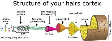 Keratin Hair Structure Ng