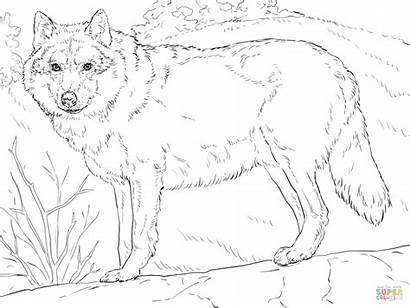 Wolf Coloring Realistic Printable Ausmalbilder Adults Zum