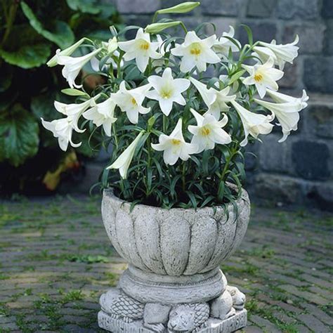 Lonlorum Lily White Heaven Bulb X 10 Gardening Direct