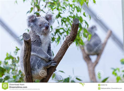 Koala On A Tree Branch Stock Photo Image Of Pouch Native