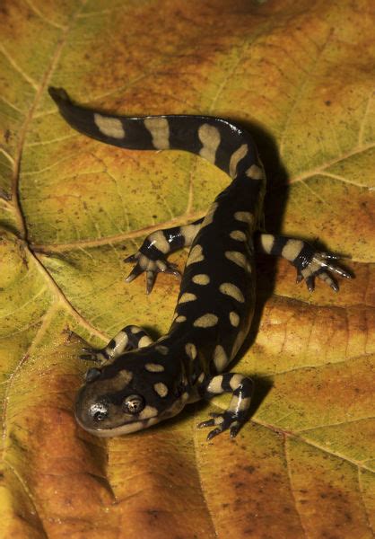 Eastern Tiger Salamander Ambystoma Tigrinum Photos Prints Framed