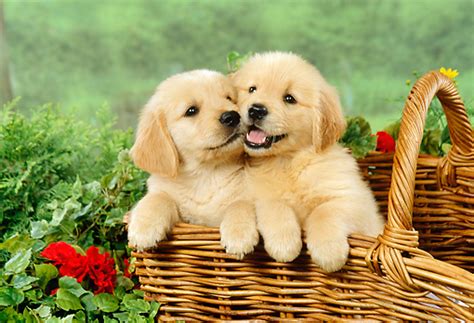 Golden Retriever Puppies Top 10 Dog Pictures