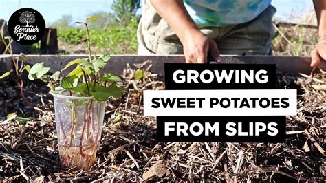 Planting Sweet Potatoes From Slips How We Grow Sweet Potatoes From