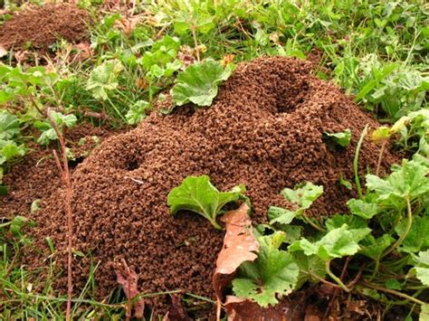 Sociedade Das Formigas Ecologia Infoescola