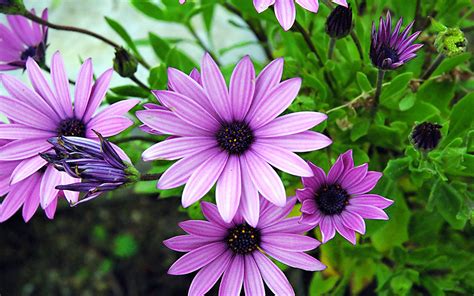 Spring Blooming Osteospermum Purple Flower 4k Wallpapers