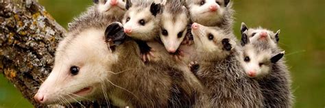 Sovereign's dallas pest control services include the management and extermination of termites. Wildlife Control Dallas Texas Area - Texas Safe Pest Solutions