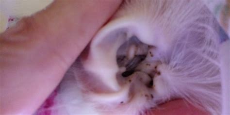 Dark Ear Wax In Cats Cat Meme Stock Pictures And Photos
