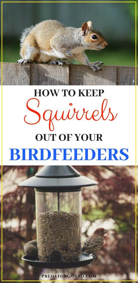 However, prevention is often the best tool to stop keep in mind that any structure near a garden offers an opportunity for squirrels to climb in, including your home. How To Keep Squirrels Out of Birdfeeders | Garden bird ...