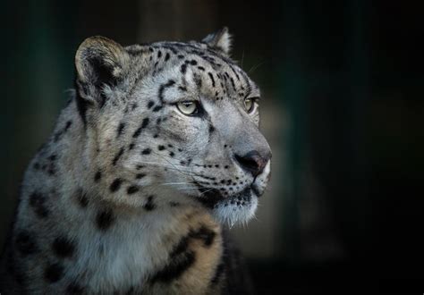 10 Facts You Need To Know About Snow Leopards The Big Cat Sanctuary