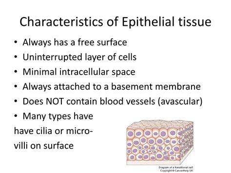 Ppt Histology Powerpoint Presentation Free Download Id1864028