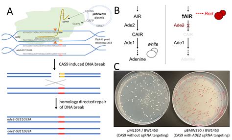 A Simple And Accessible Crispr Genome Editing Laboratory Exercise Using
