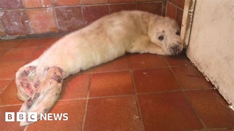 Dog Bite Seal Pup Rescued From Anglesey Beach Bbc News