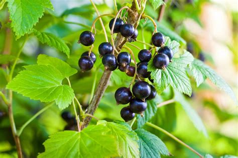 How To Grow Blackcurrant Bushes Horticulture Magazine