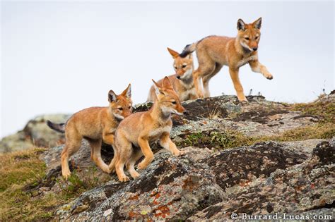 Wolf Cubs Playing Burrard Lucas Photography